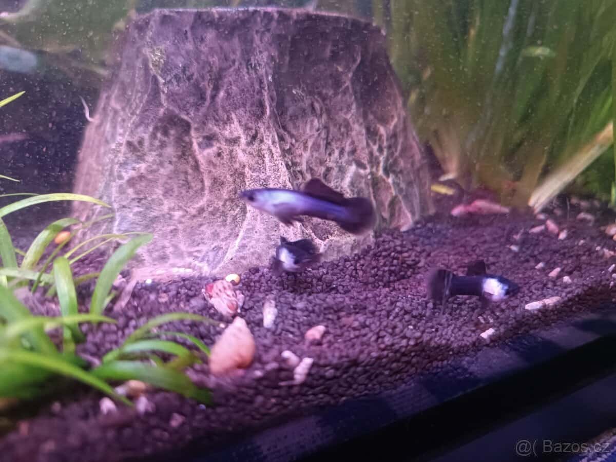 Endlerky Blue panda 3