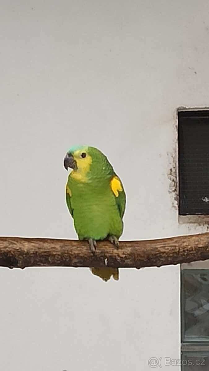 0,1 Amazoňan modročelý 1