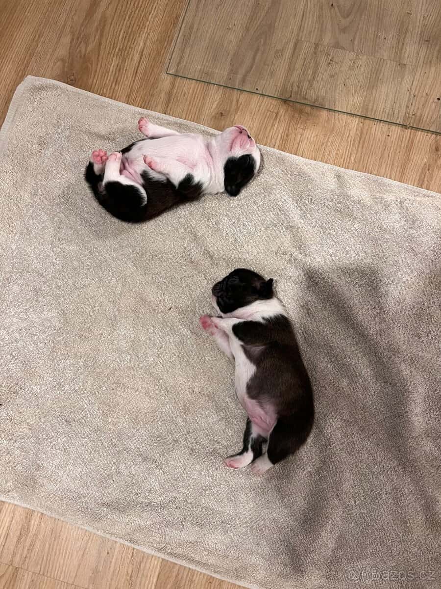 Bostonský teriér s PP 2