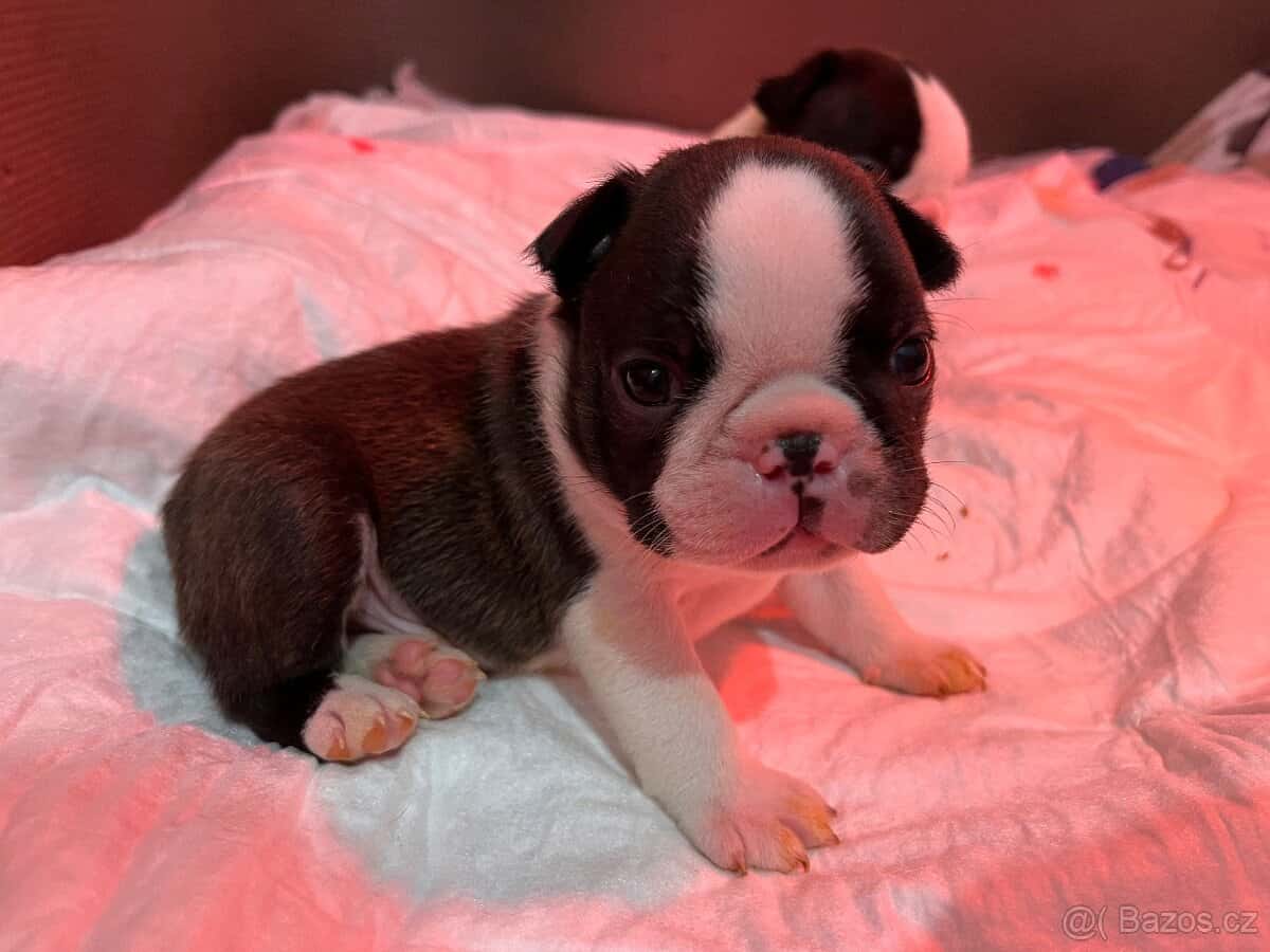 Bostonský teriér s PP 3