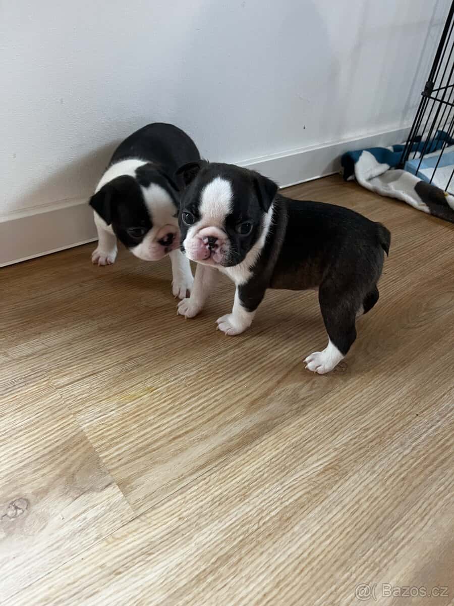 Bostonský teriér s PP 9