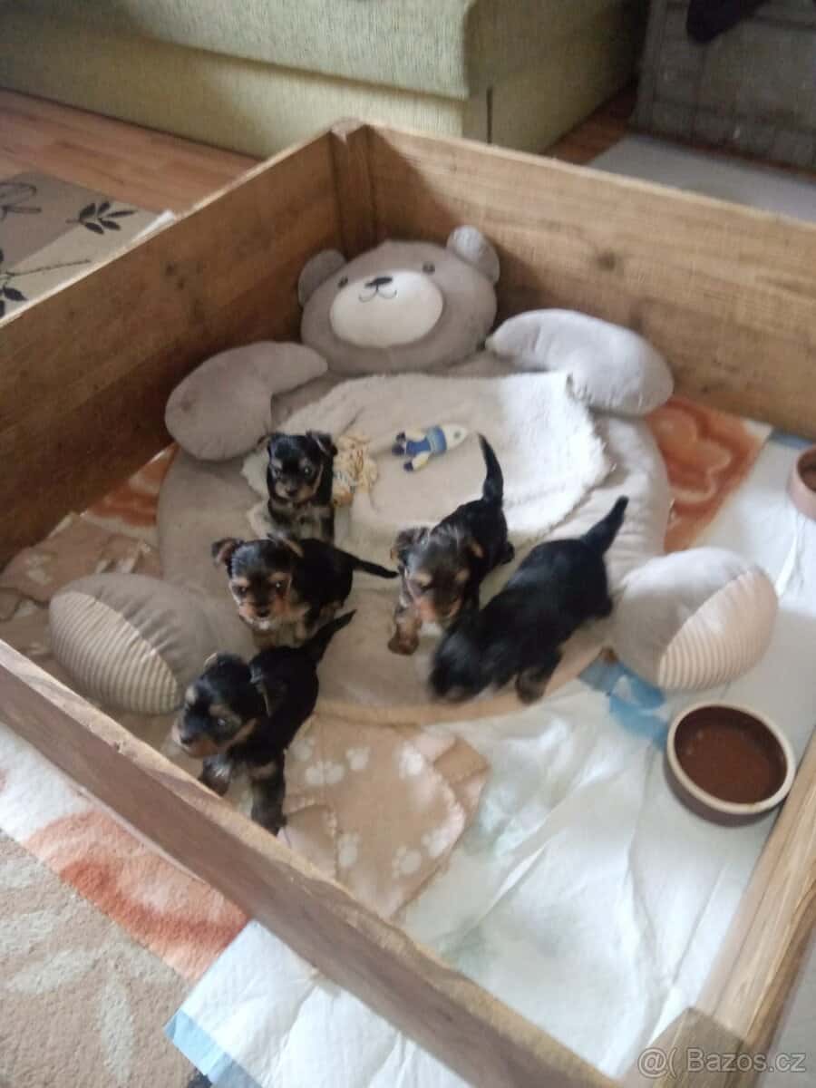 Yorkširsky teriér 2