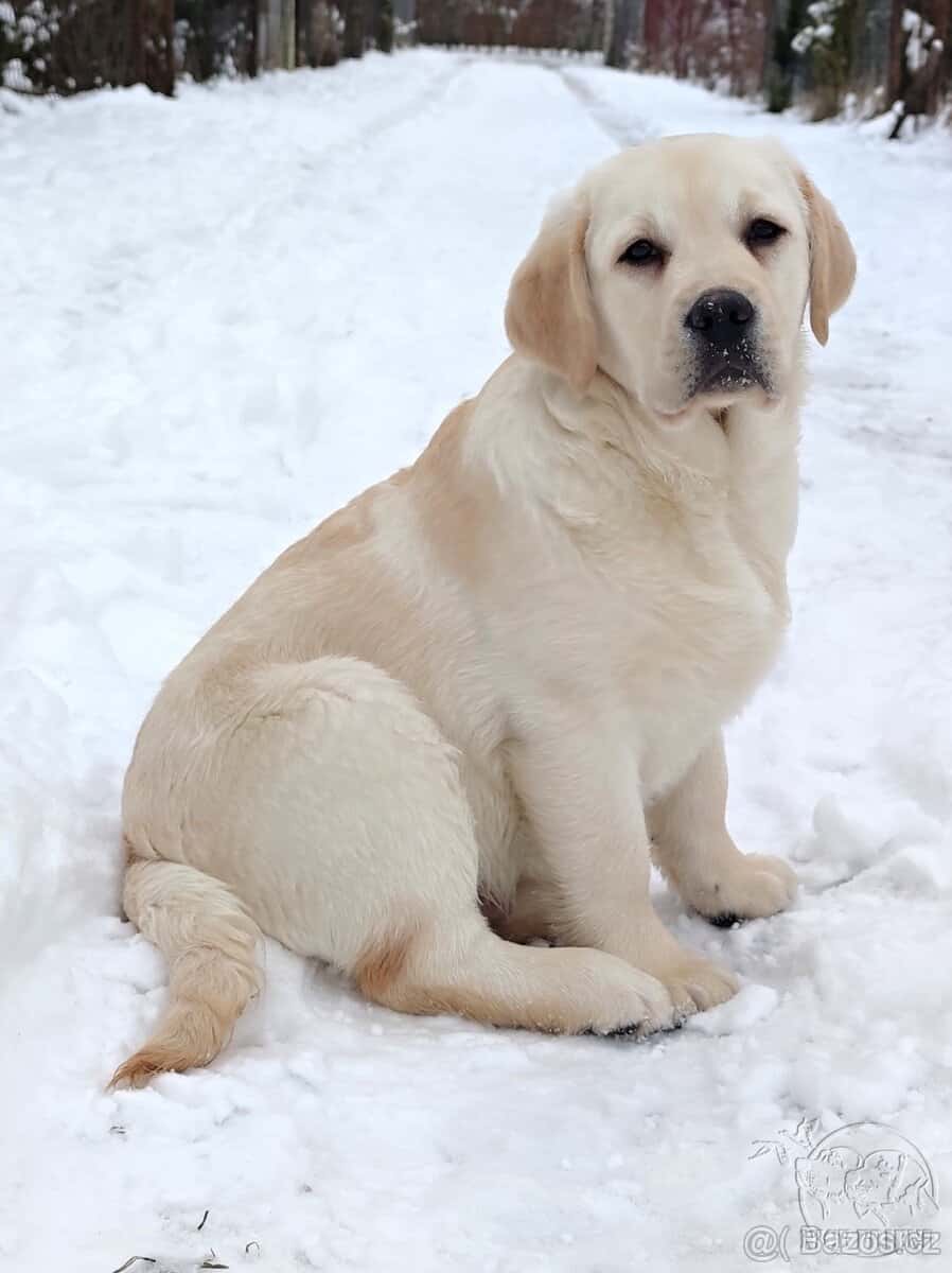 Labrador s PP 1