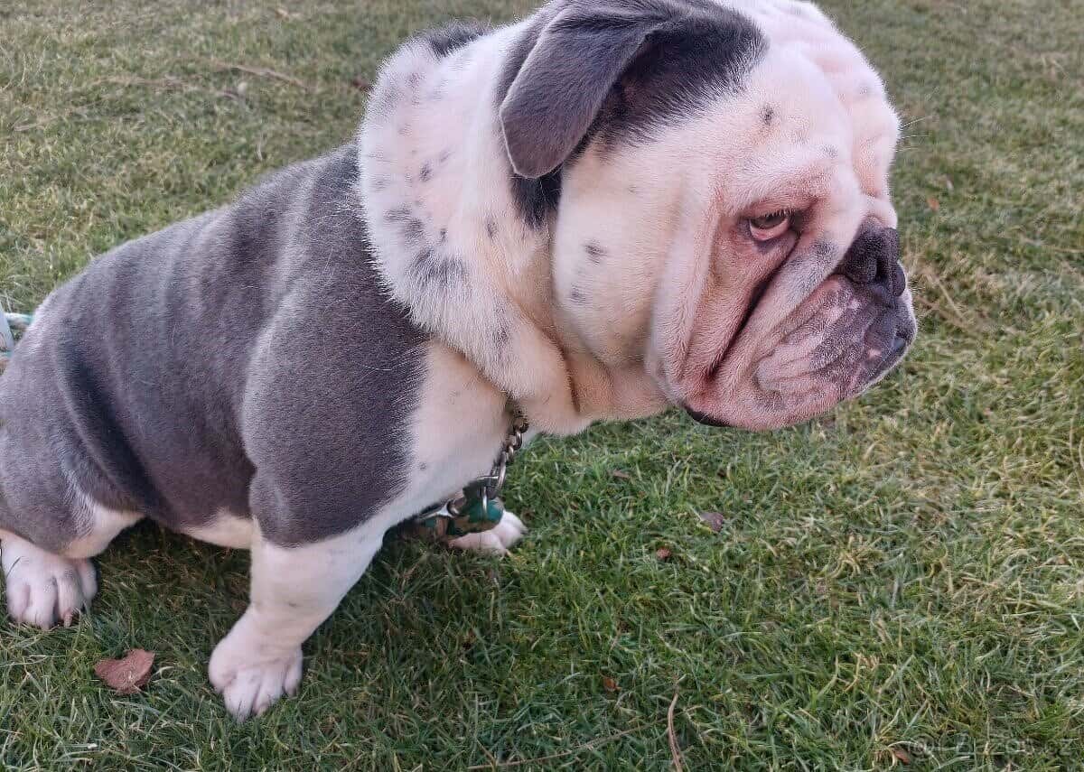 Anglický buldok 2