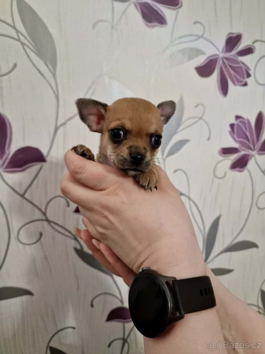 Čivava štěňátka 3