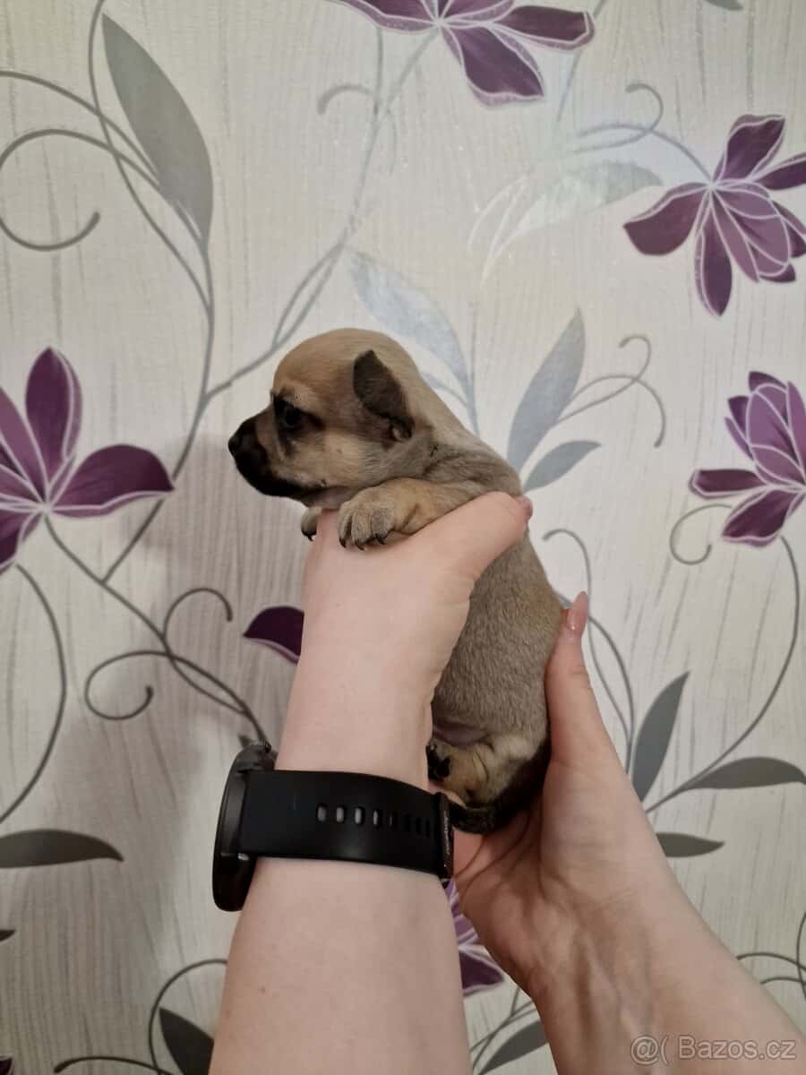 Čivava štěňátka 10