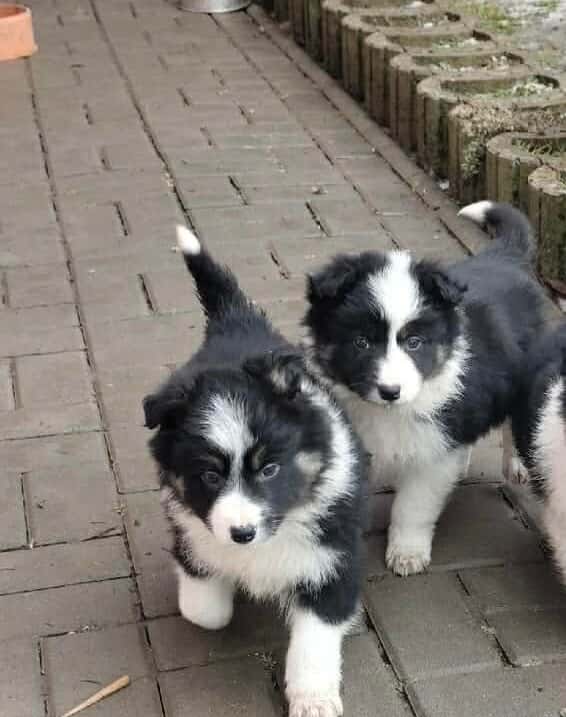 Border kolie 2