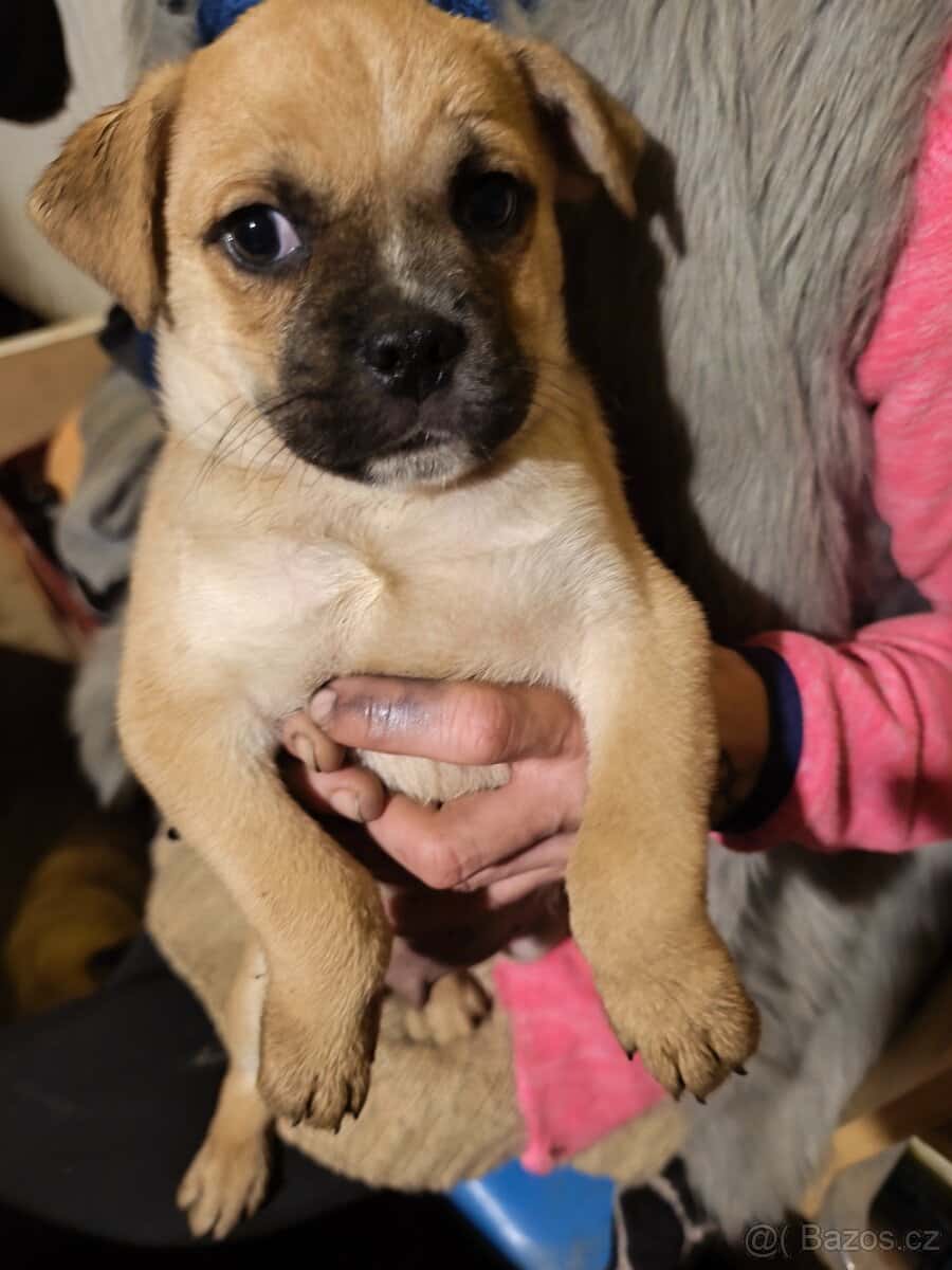 Štěňata Mops / borderkolie 2