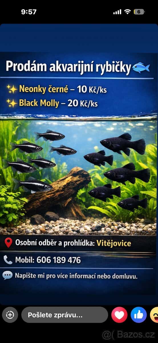 Akvarijní rybičky 1