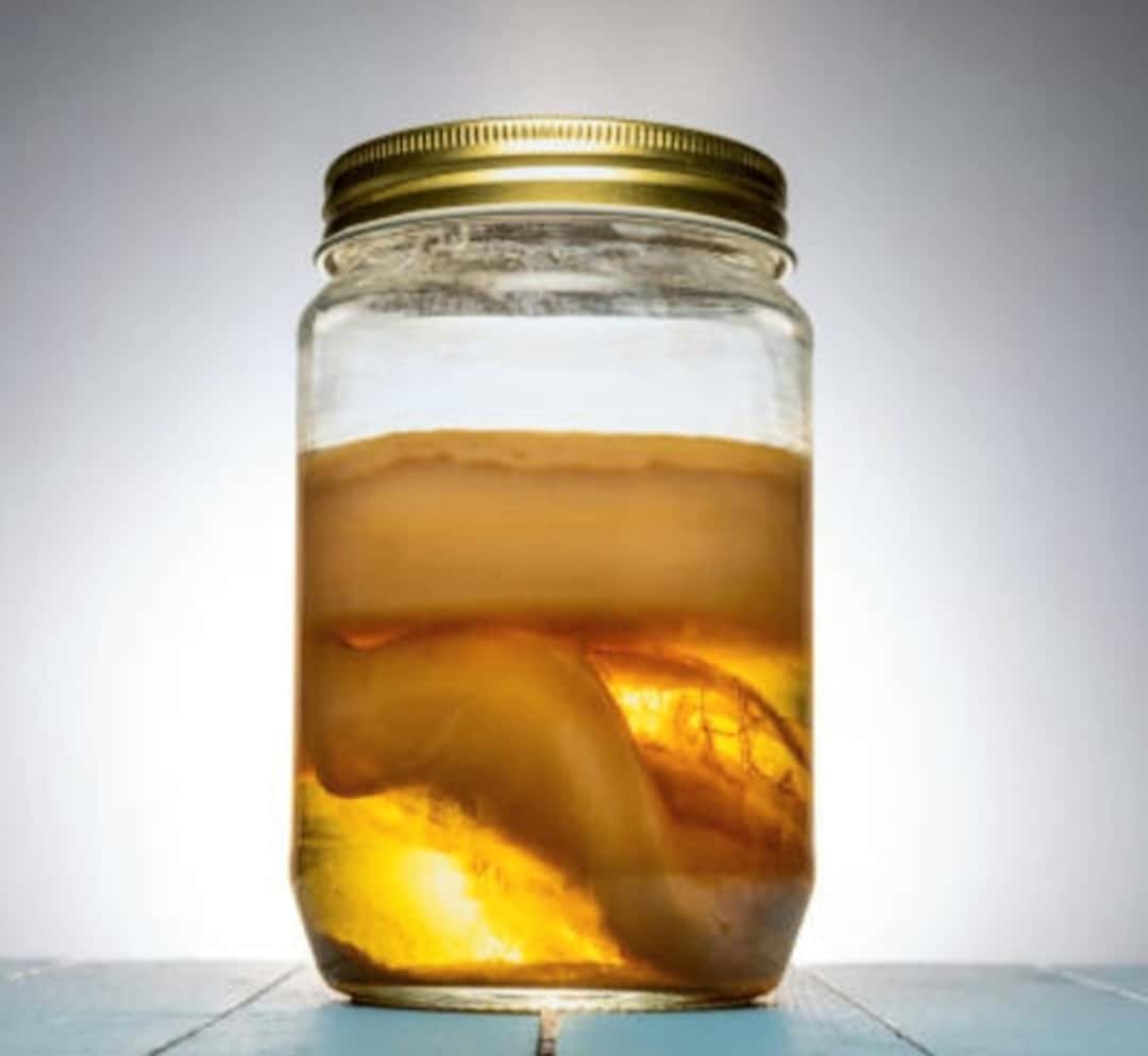 Kombucha 1