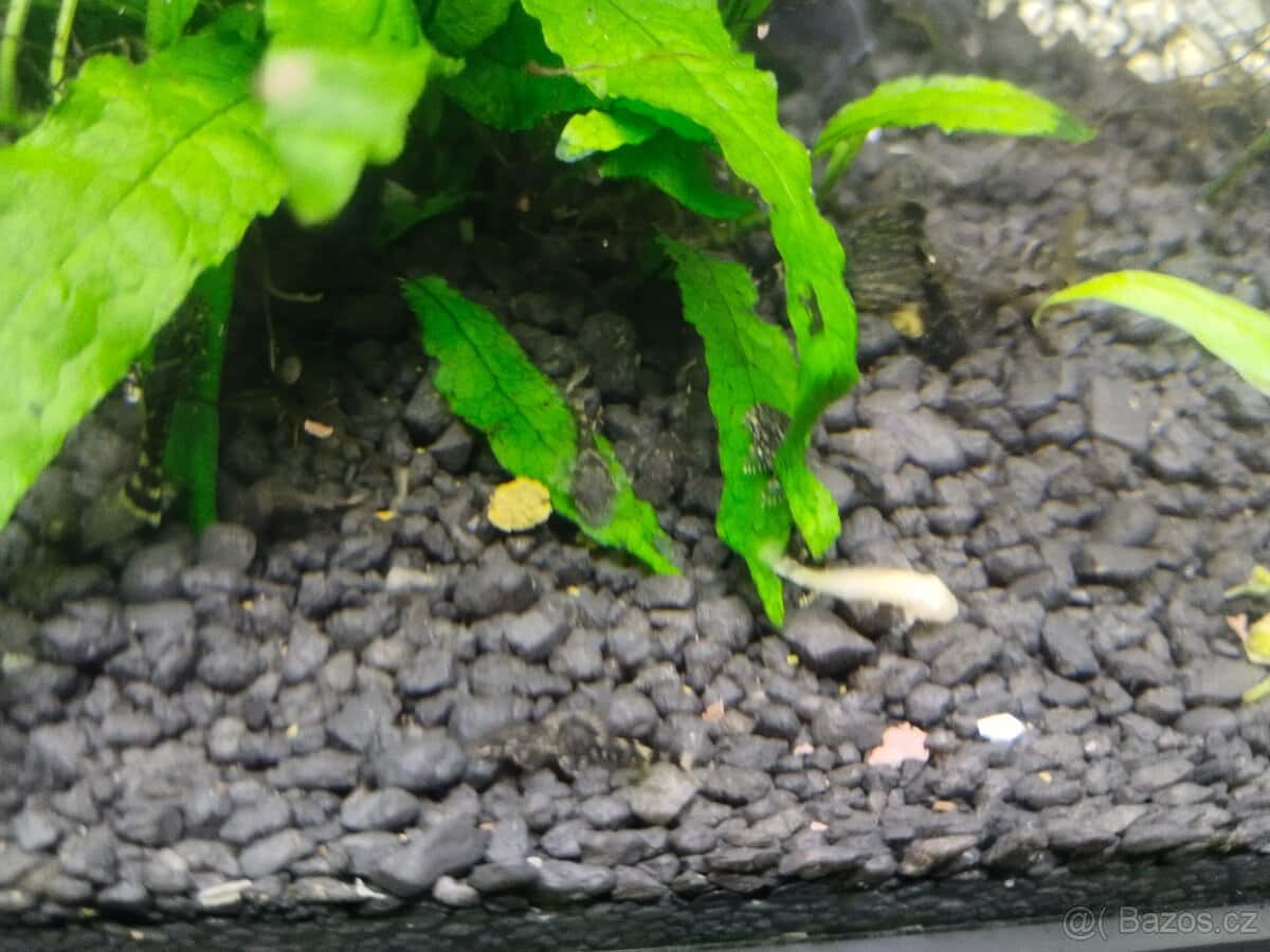 Ancistrus 3