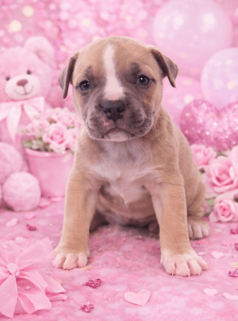 American Bully Standard 3