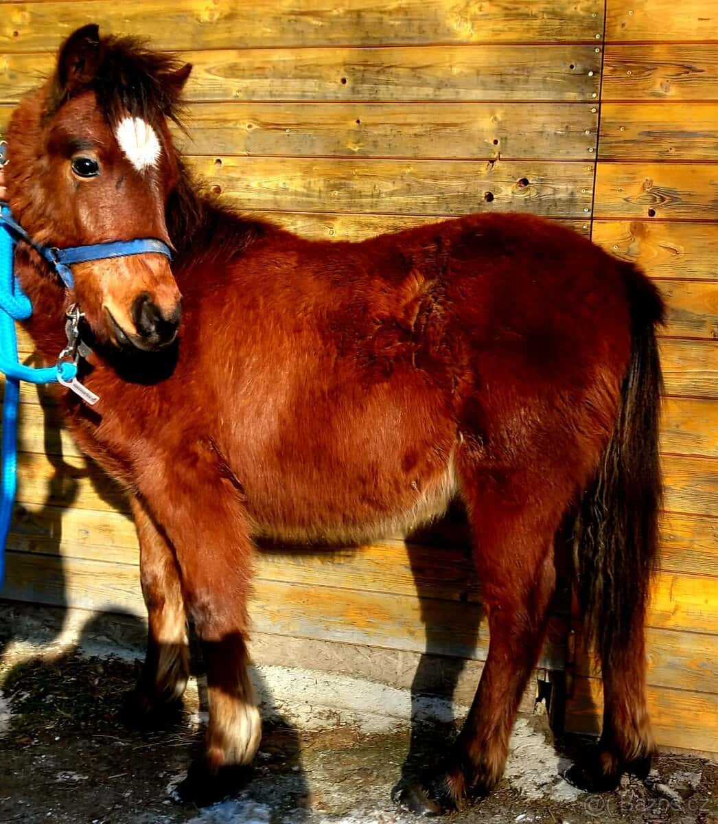 Klisnička - hnědka WPB 3