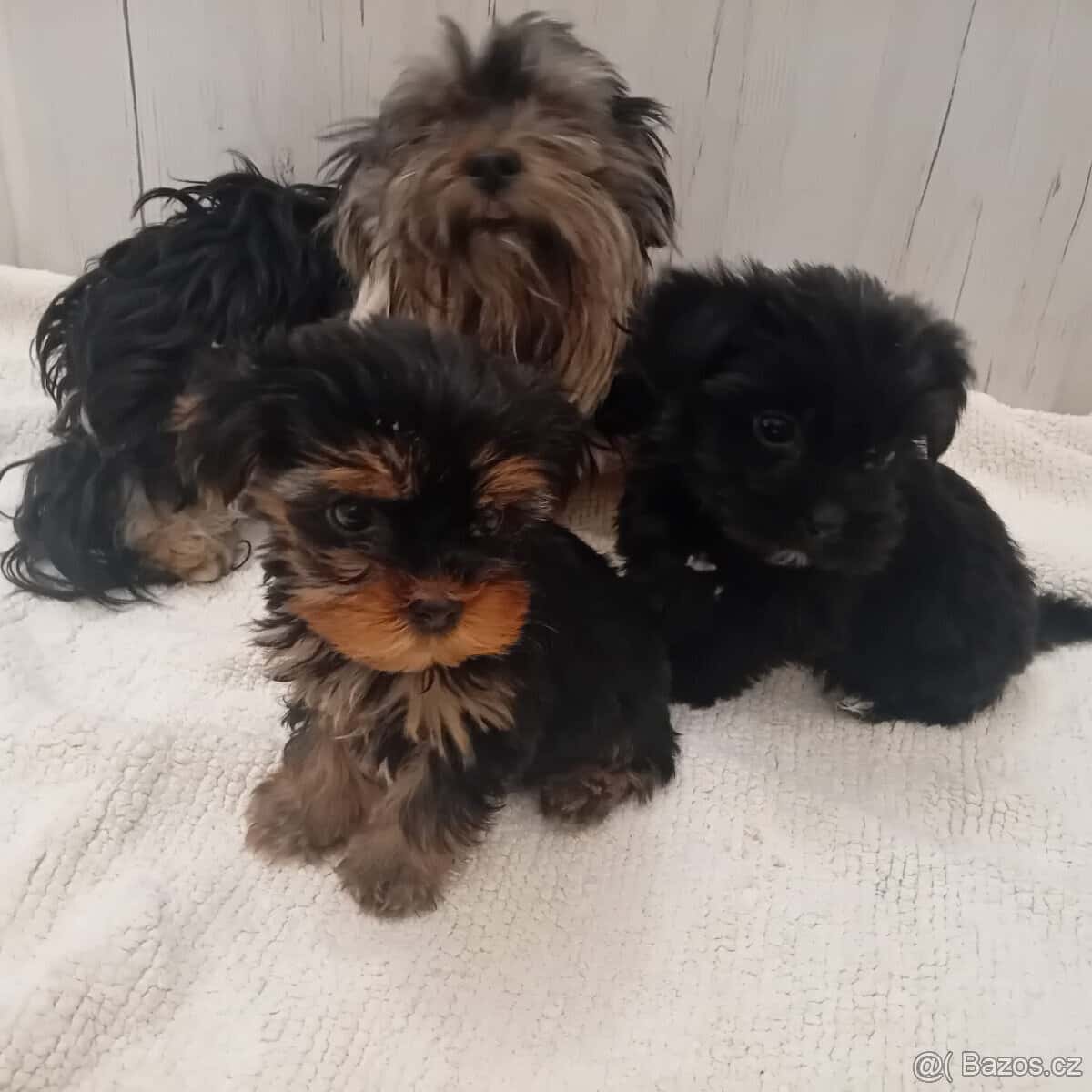 Jorkšírský teriér 1