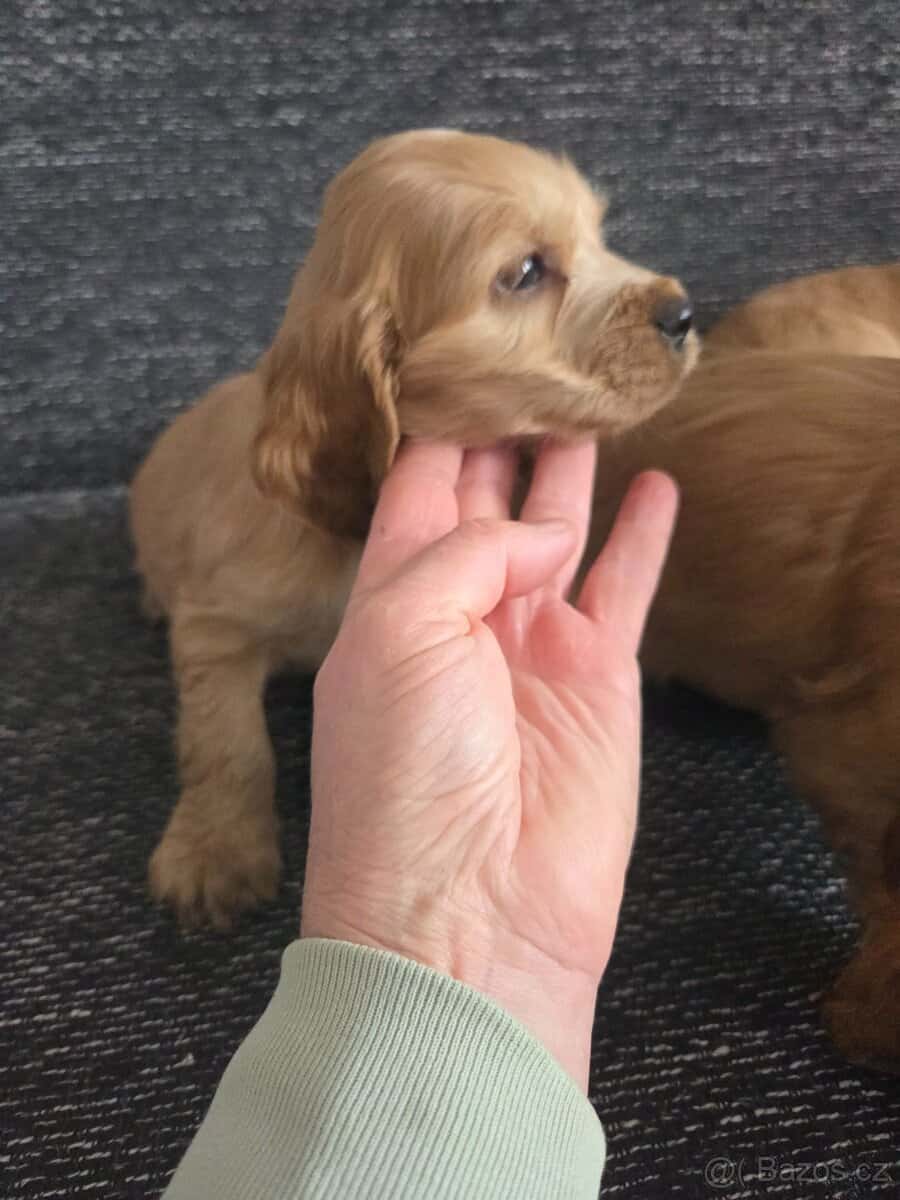 Anglický kokršpaněl 4