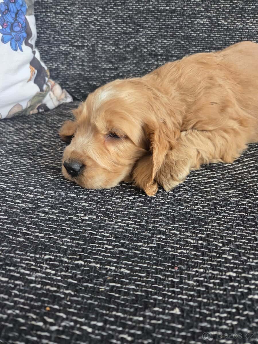 Anglický kokršpaněl 5