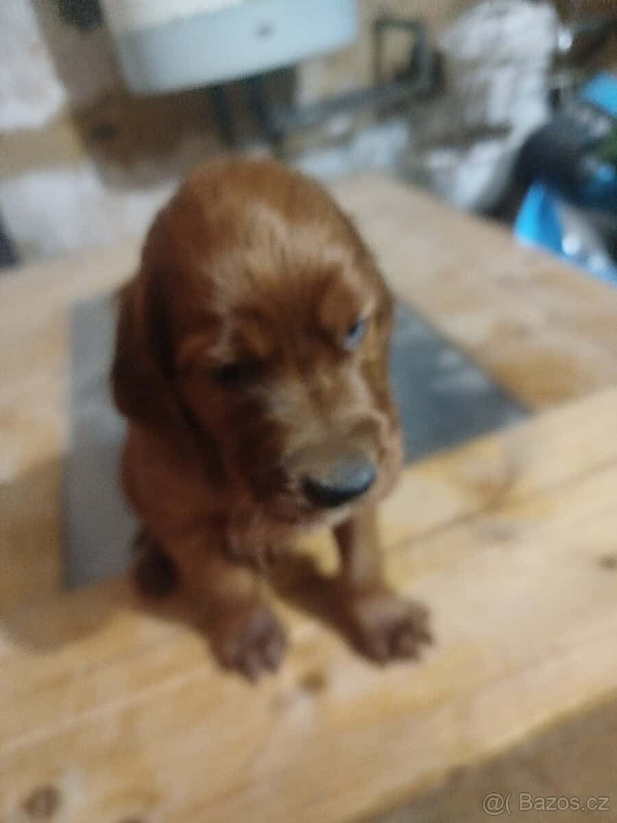 Štěňata irských setrů 1