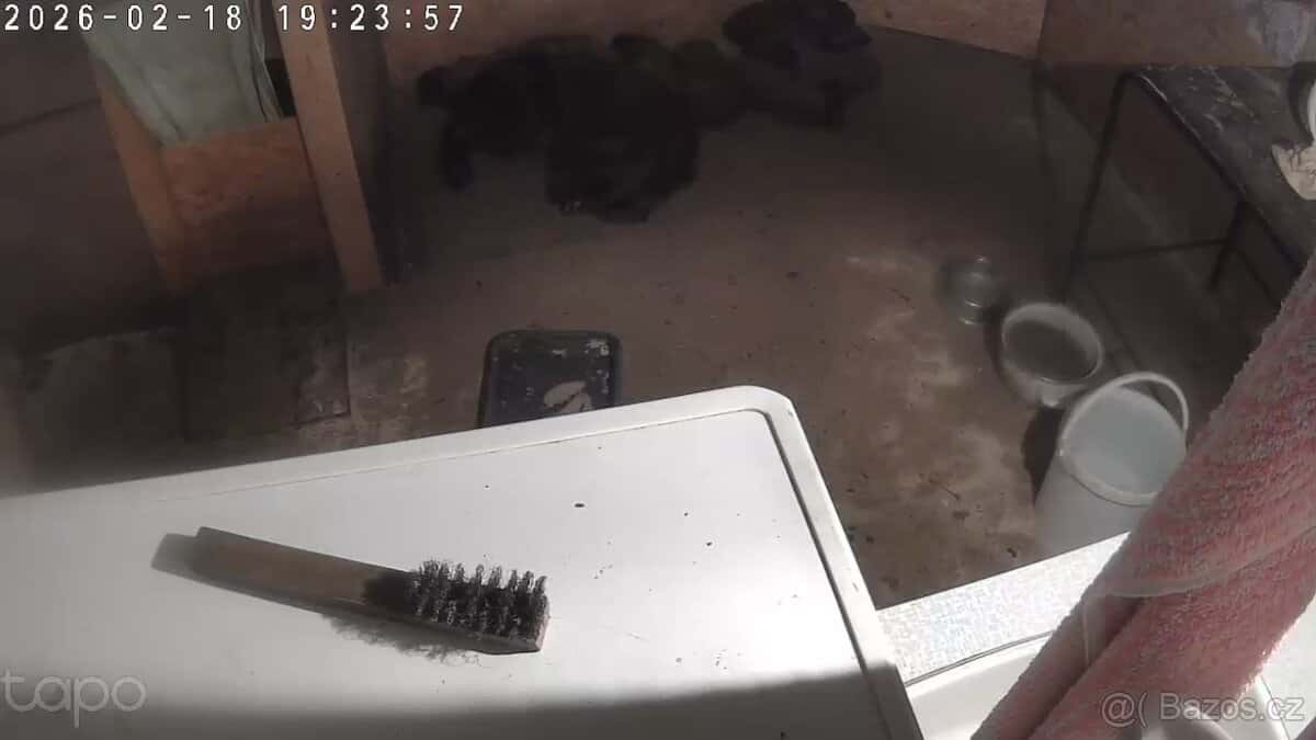 Štěňata irských setrů 5