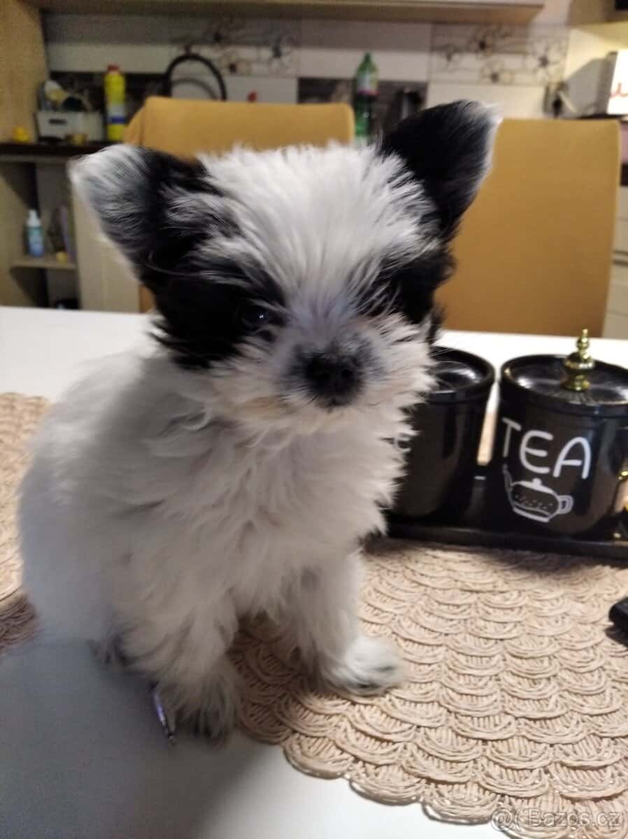 Yorkširsky teriér - 2