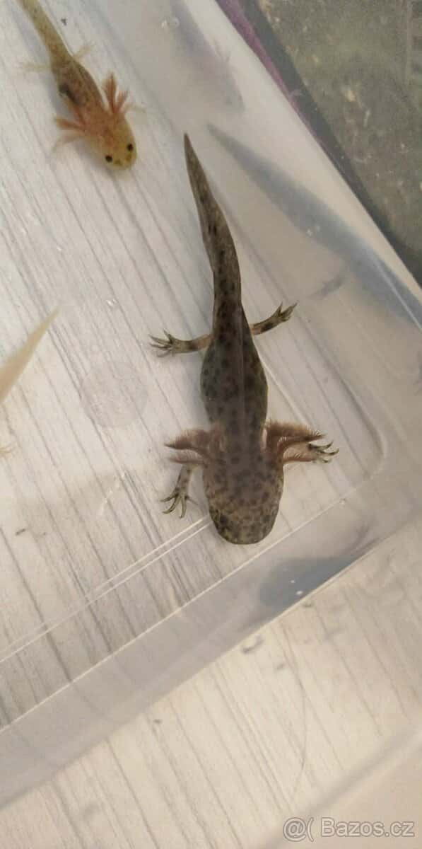 Axolotl 1