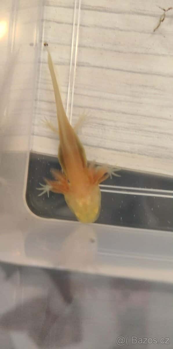 Axolotl 3