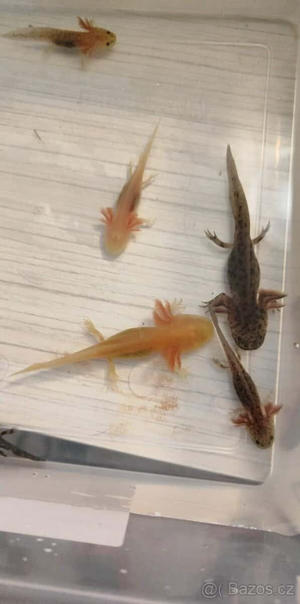 Axolotl 4