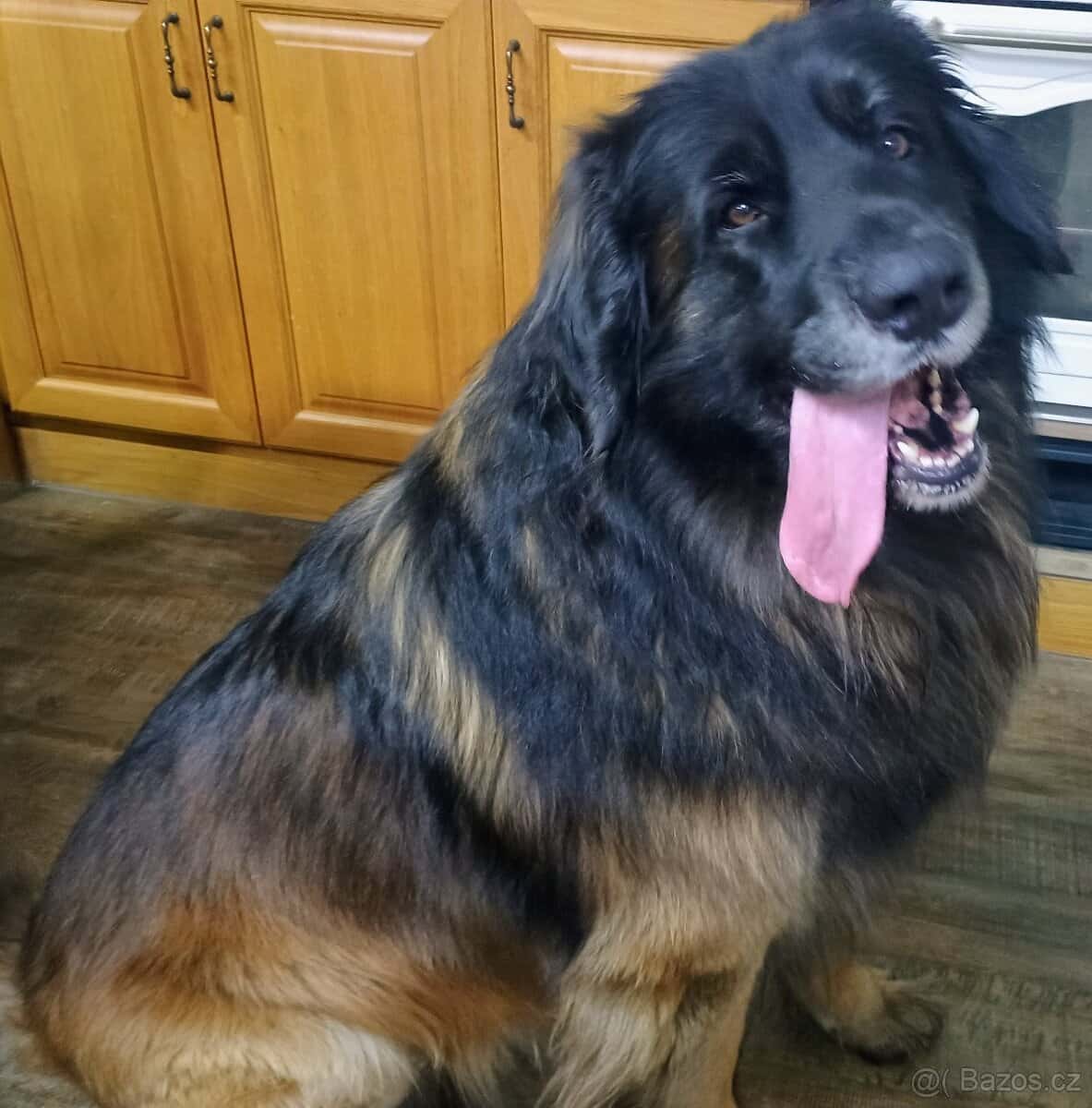Leonberger 3