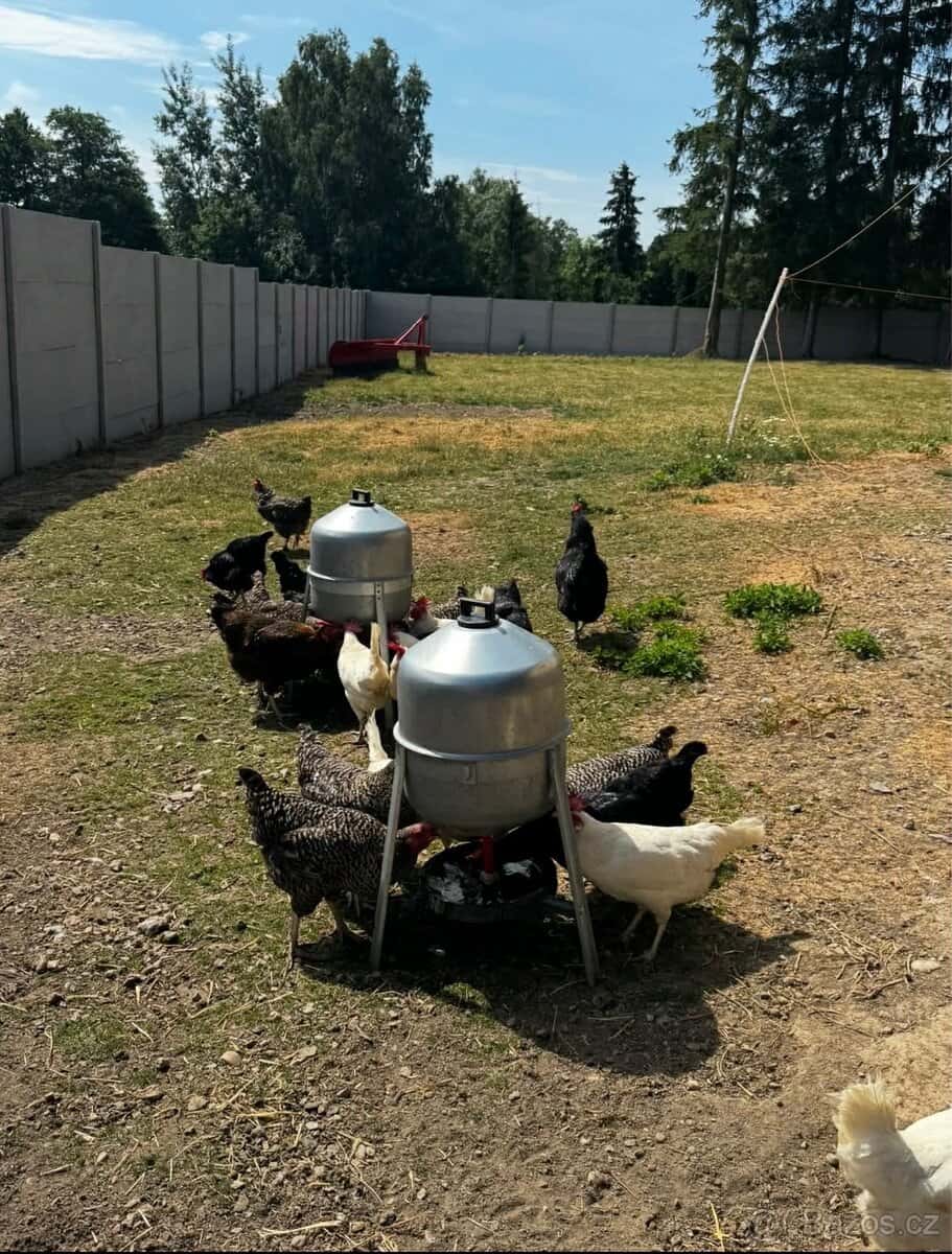 Domácí vajíčka 3