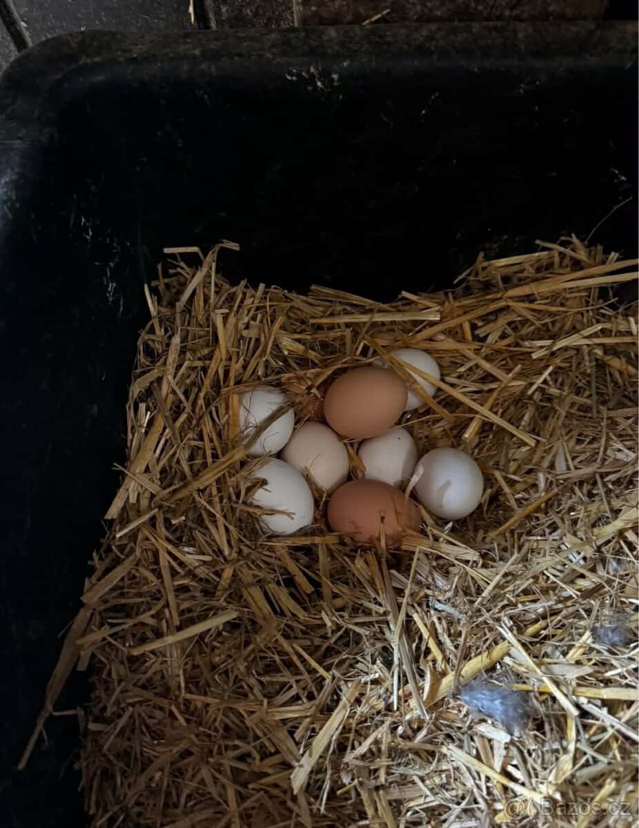 Domácí vajíčka 4