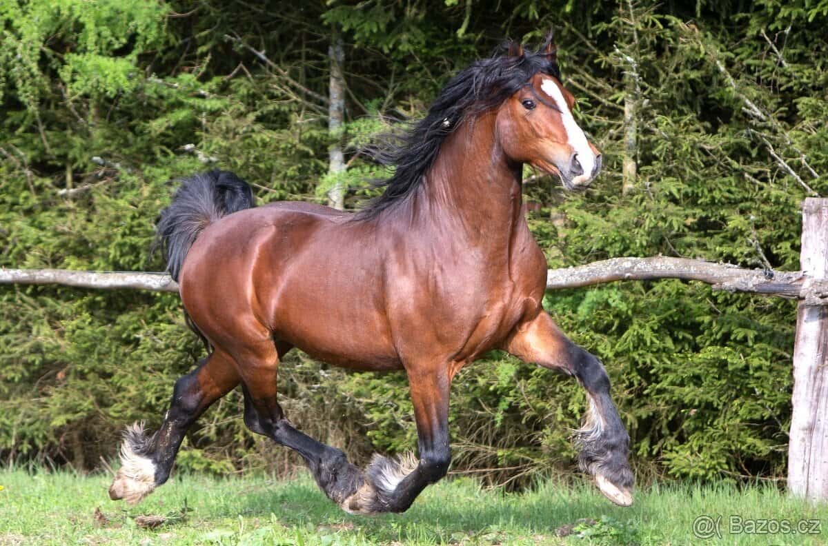 Klisna Welsh Cob 3