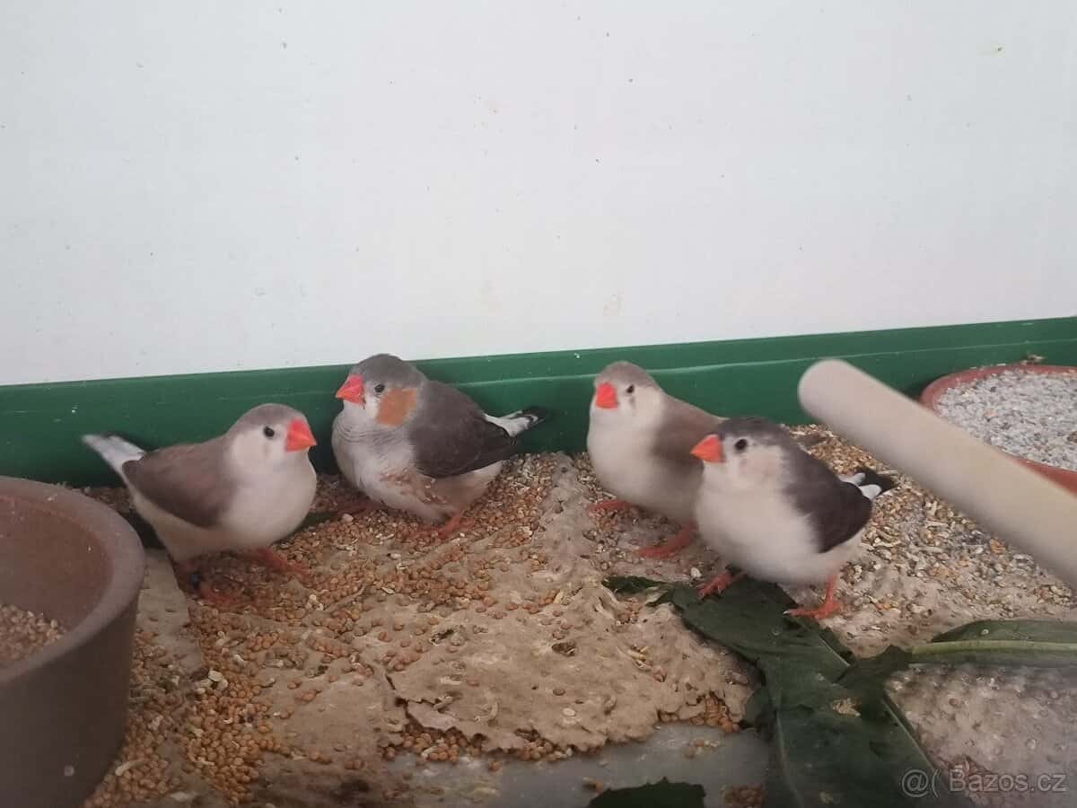 Zebřičky Penguin 2