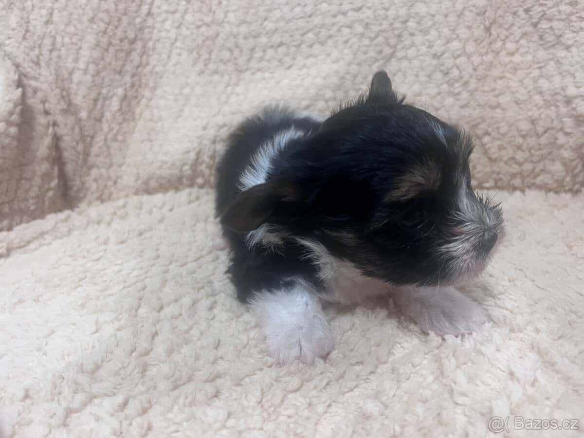 Jorksirsky terier biwier 2