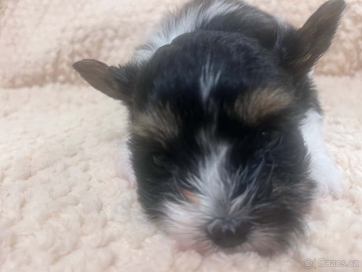 Jorksirsky terier biwier 3