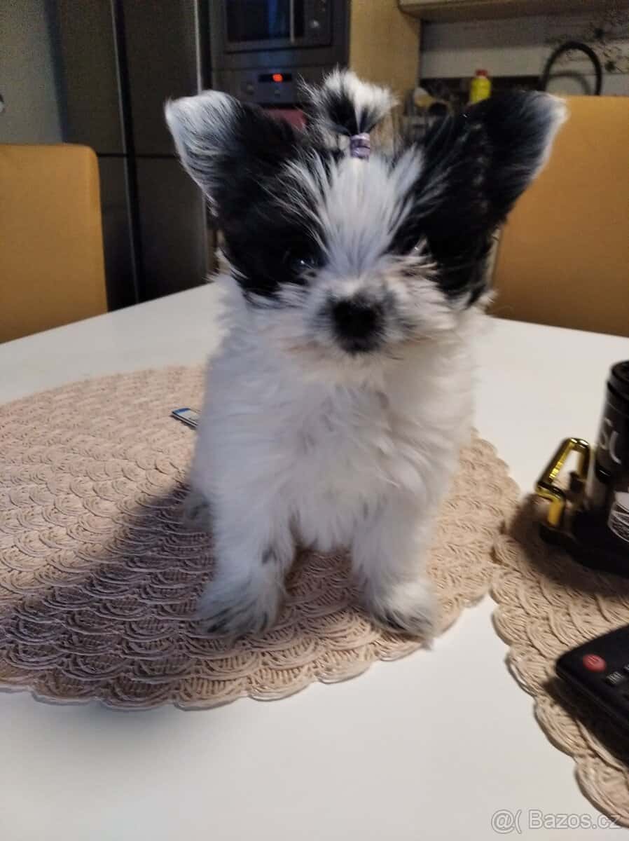 Yorkširsky teriér - 1