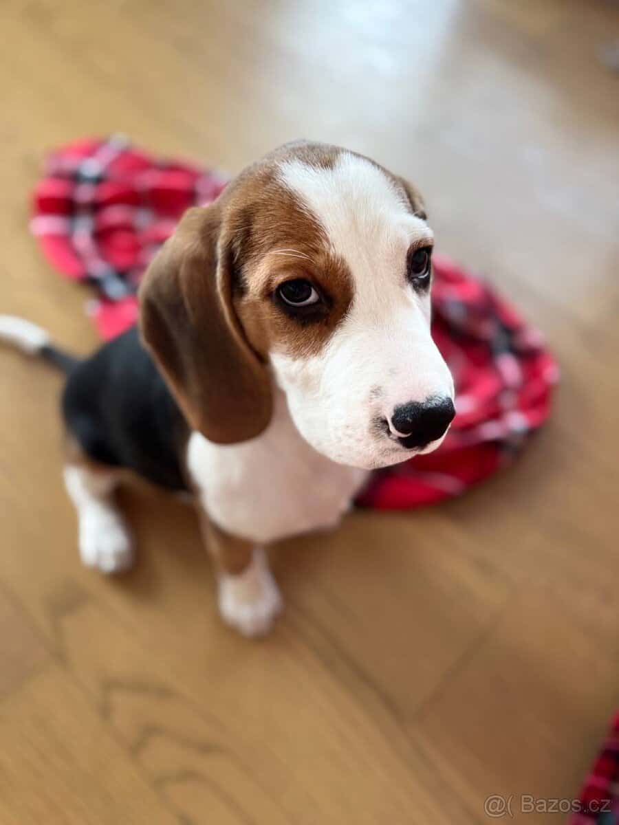 Štěňátko bígla 4