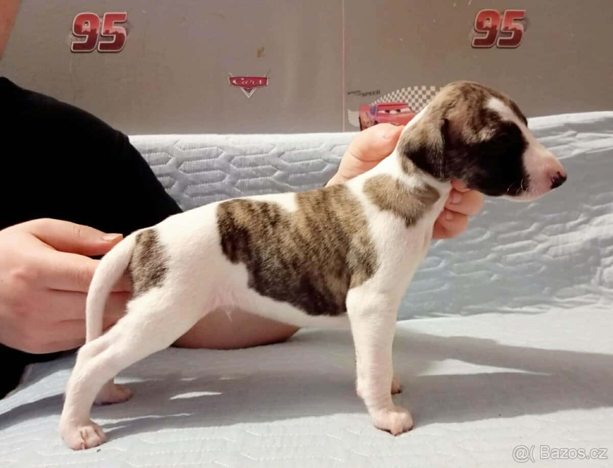 Whippet s PP 6