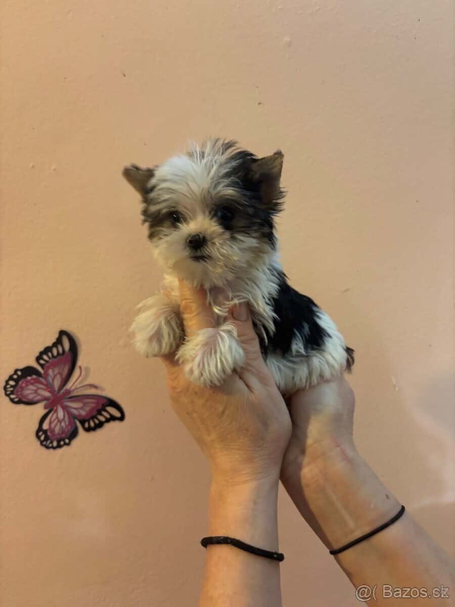 Yorkširsky teriér 2