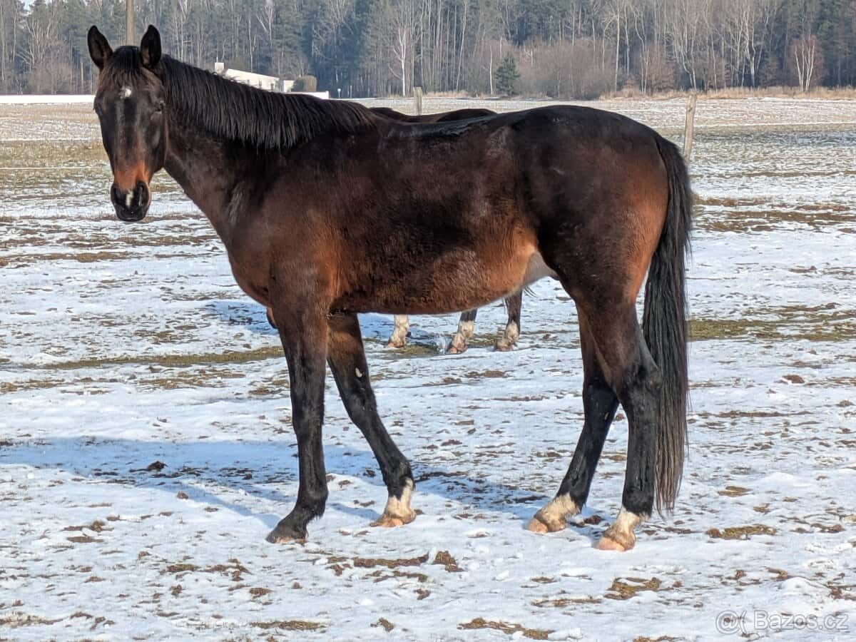 Více koni,hřebci,valaši,klisny 1