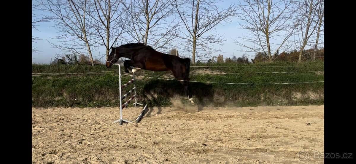 Více koni,hřebci,valaši,klisny 2
