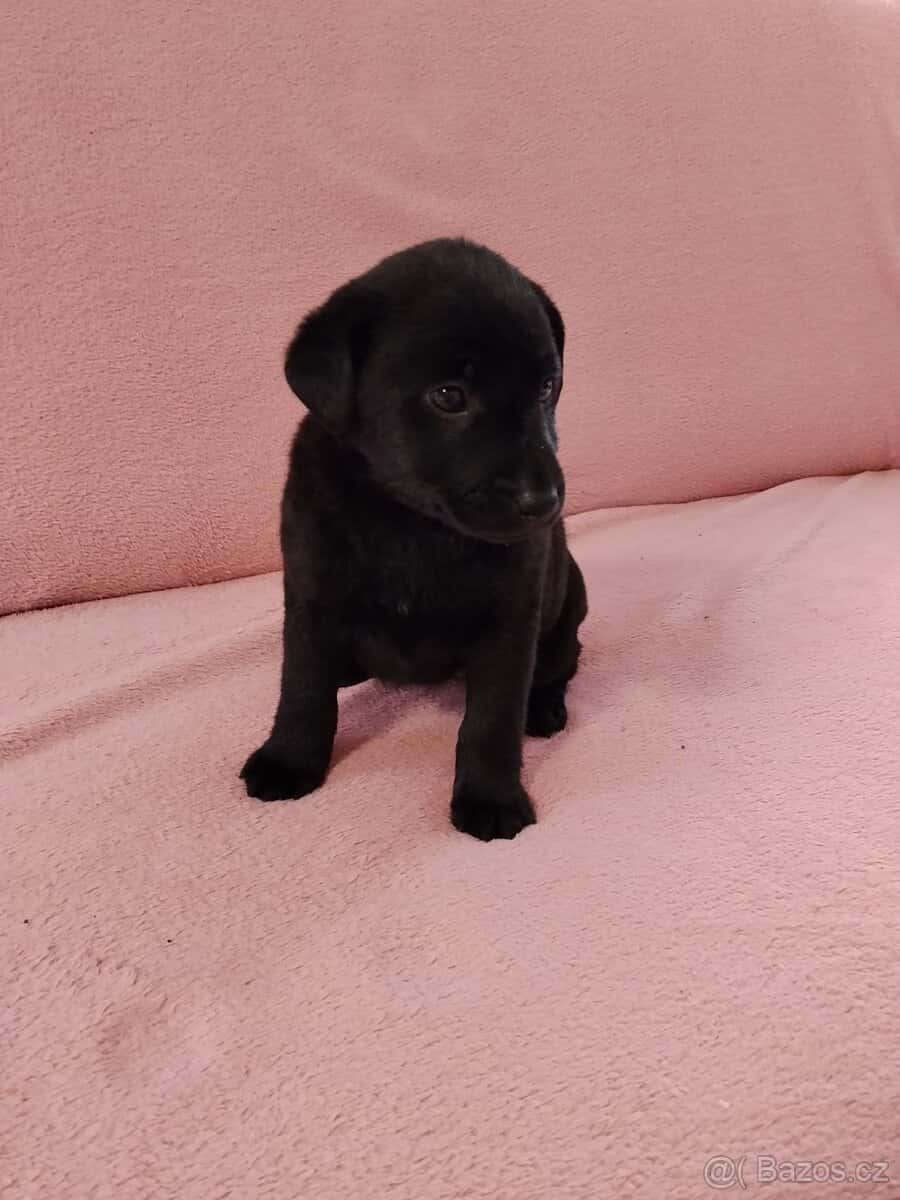 Stěně Labradora bez PP 3