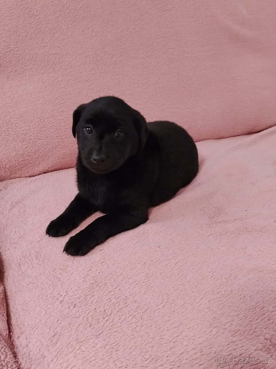 Stěně Labradora bez PP 4