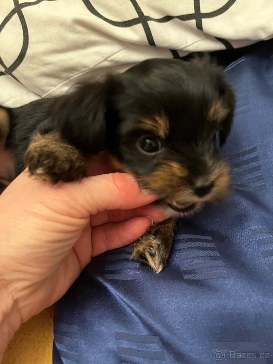 Jorkširsky terier 1