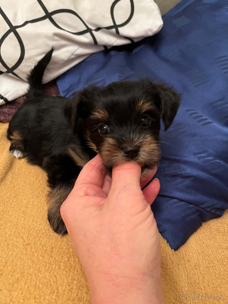 Jorkširsky terier 3