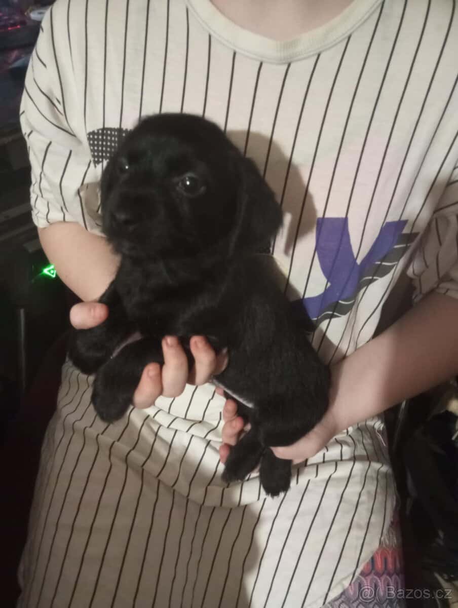 Prodám štěňátka 1