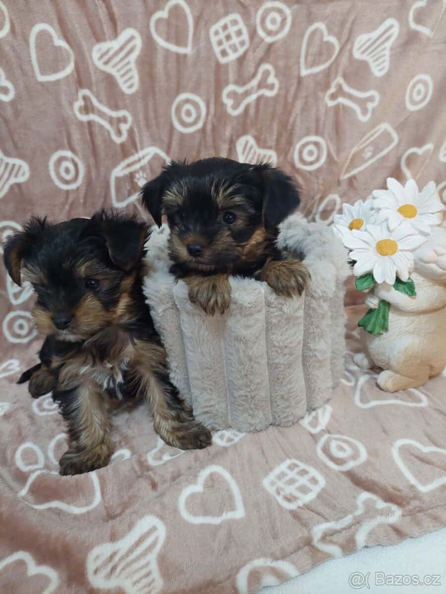 Jorkšírský teriér 3