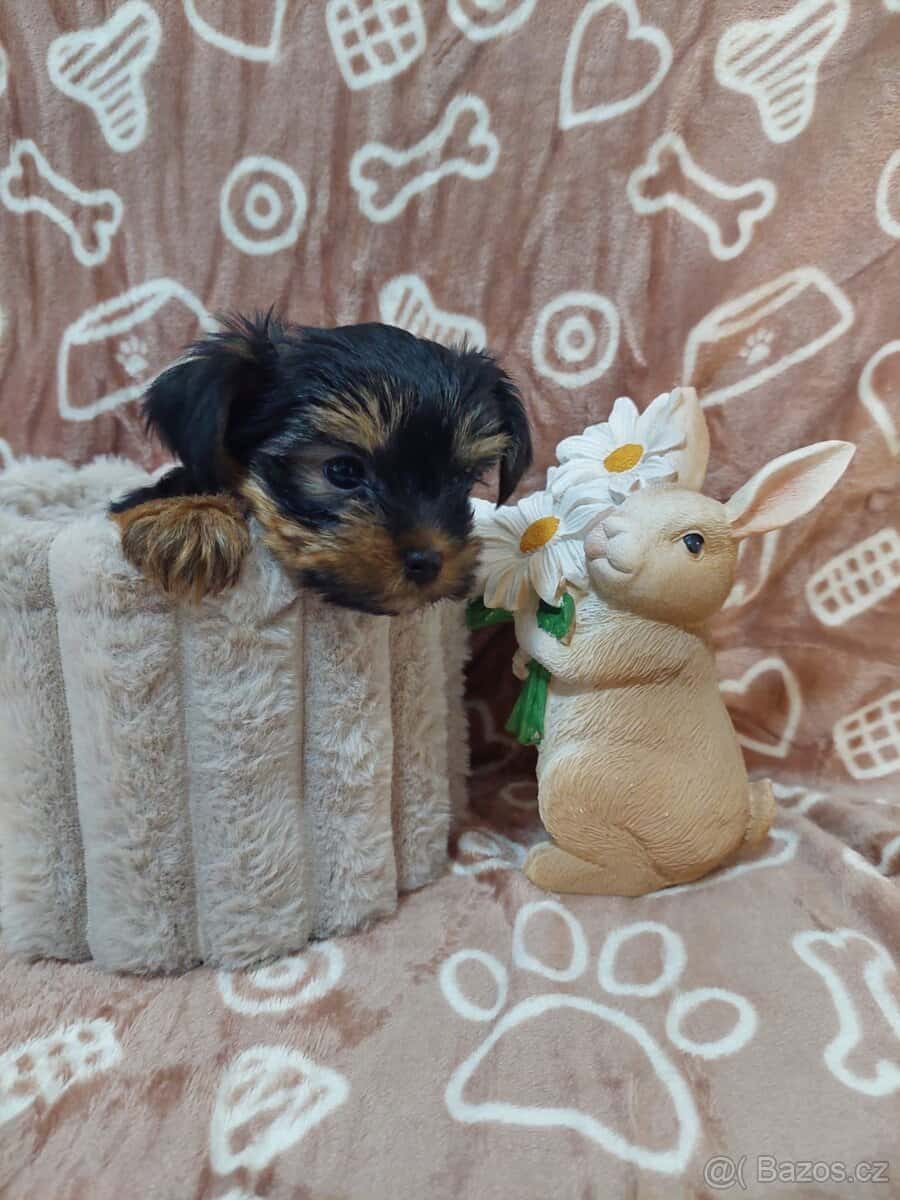 Jorkšírský teriér 5