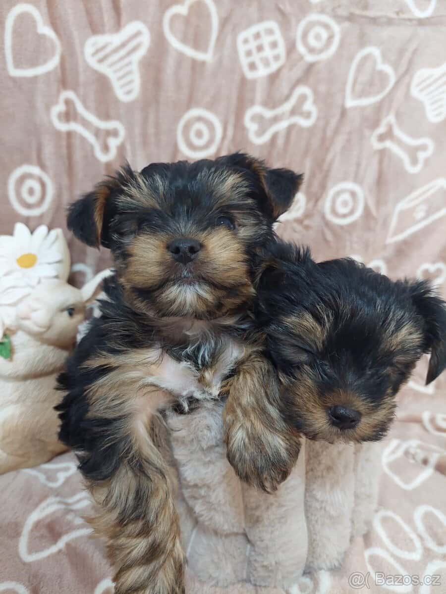 Jorkšírský teriér 9