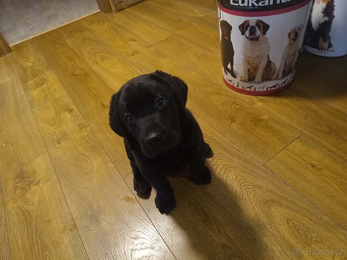 Štěně Labradora 1