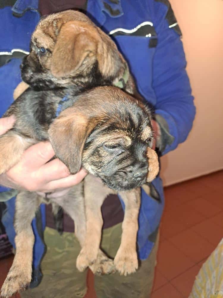 Štěňata Border teriéra 2