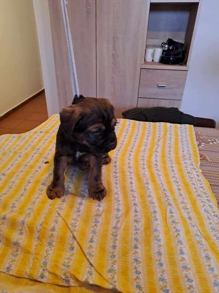 Štěňata Border teriéra 4